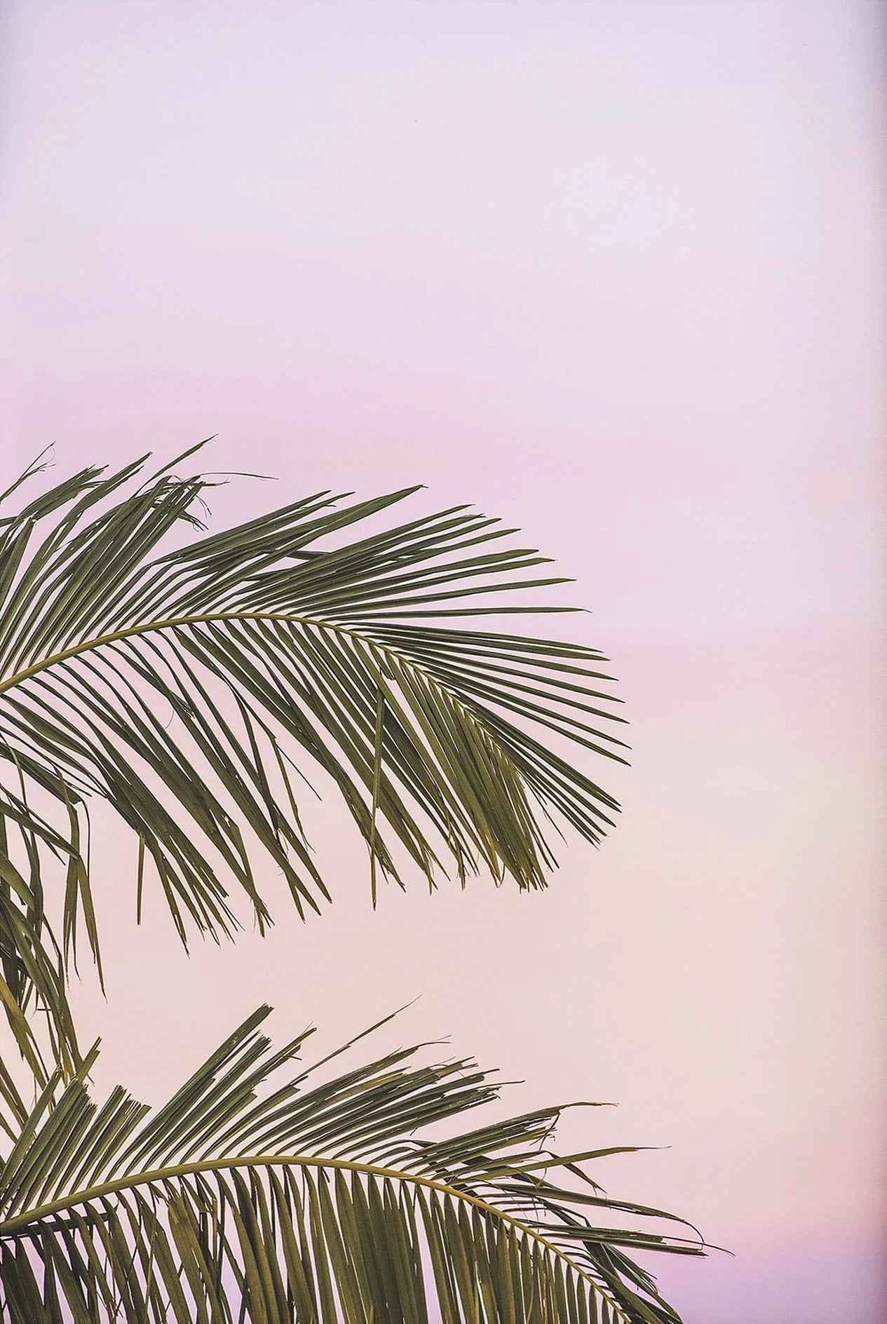 Tropical Surf Poster – Palm Tree & Surfboard Canvas Wall Ar - Muselune