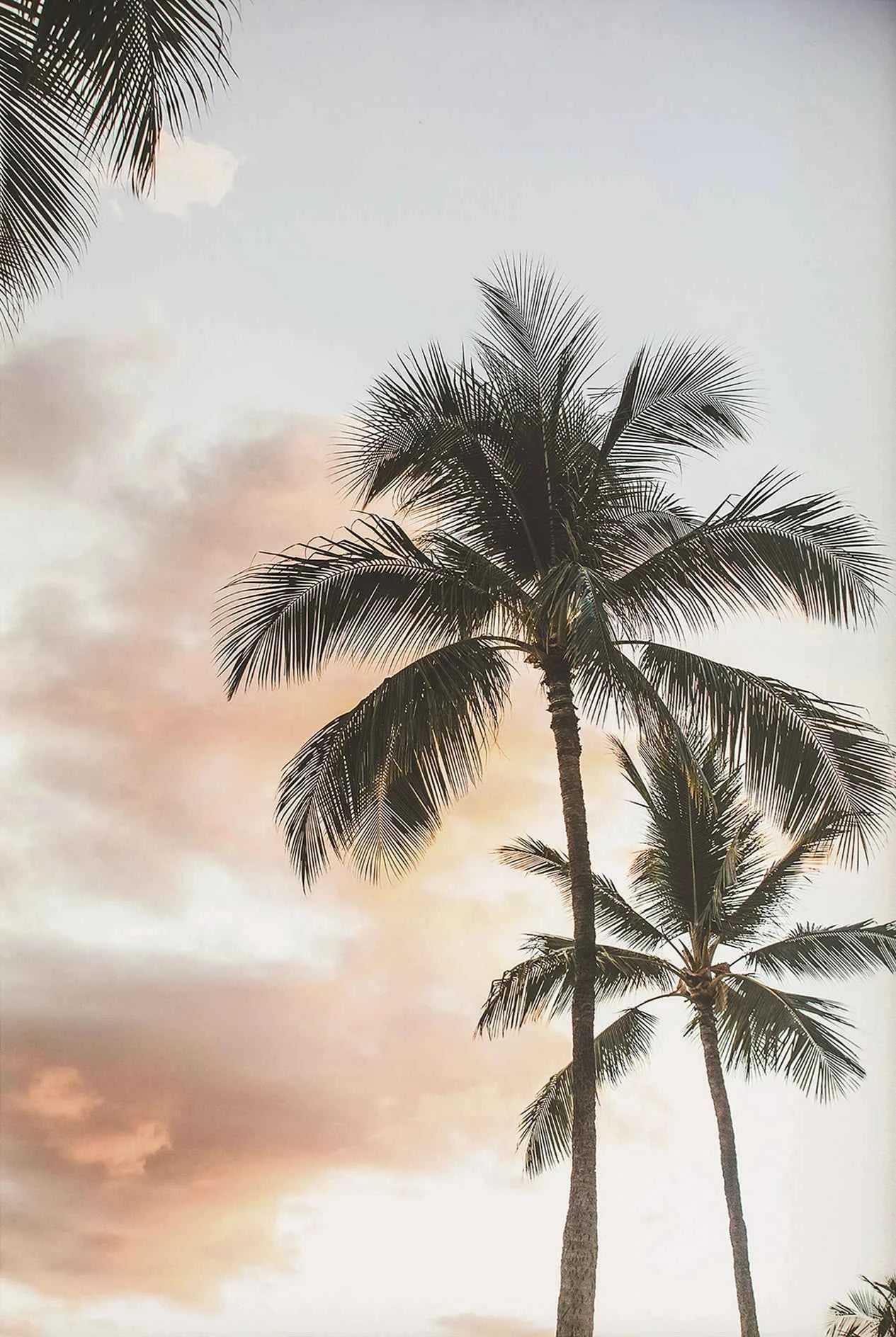 Tropical Surf Poster – Palm Tree & Surfboard Canvas Wall Ar - Muselune